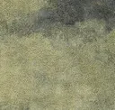 Pgn74-62 Botanical