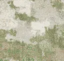 Pgn218-202-207 Seedling