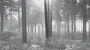 Greyscale