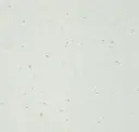 Dynastic White