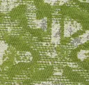 Fern