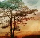 Epic Pine - Tequila Sunrise