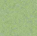 Parakeet