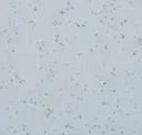 Rain Fall
