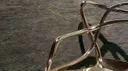 Serpentino