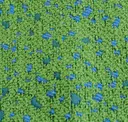Lilypad