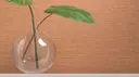 Amphora