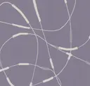 Lilac Symphony
