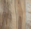 Fossilized Maple