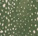 Spruce
