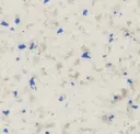 Arctic Cobalt