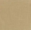 Cream Courser