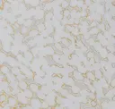 White/gold