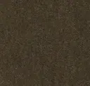 Tortoise