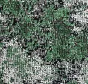 16 Menta