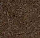 Kodiak Bear