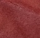 Red Tulip