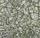Peat Moss
