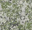 Peat Moss