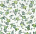 Alga