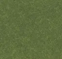 Moss