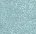 Aqua Sea