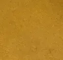 Palomino