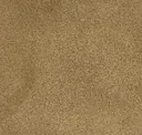 Camoscio