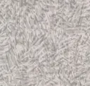Chinchilla