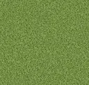 Grashopper