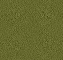 Grashopper