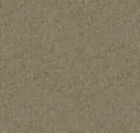 Barley