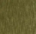 Fern