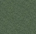 Eucalyptus
