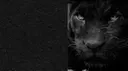 Panthera