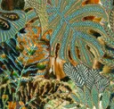 Jungle Canopy