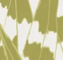 Zebra Chartreuse