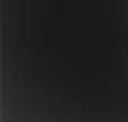 Black Beech