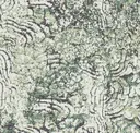 Foliage