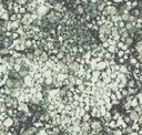 Foliage