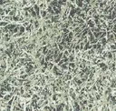 Foliage