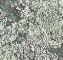 Foliage