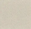 Barbary Dove