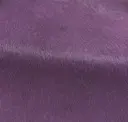 Violetto