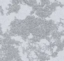 Limestone
