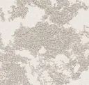 Sandstone