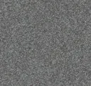Rock Dove