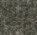 Lichen