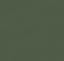 Conifer