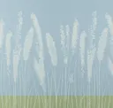 Cornflower